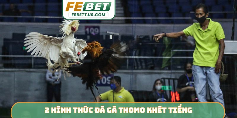 Gà Thomo FEBET - Đấu Trường Rực Lửa Của Chiến Kê Dũng Mãnh 2 hình thức đá gà Thomo khét tiếng