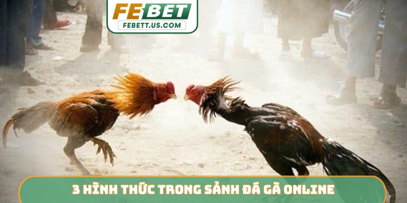 Sảnh Đá Gà WS168 - Dẫn Đầu Xu Hướng Giải Trí Trên FEBET 3 hình thức trong sảnh đá gà online
