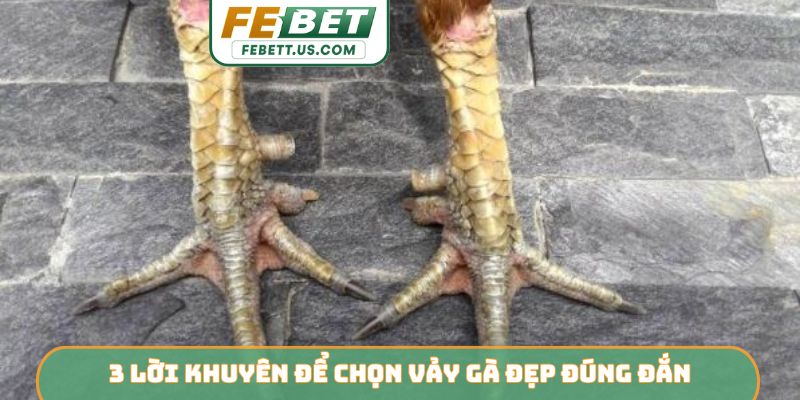 Chọn Vảy Gà Đẹp FEBET - Nhận Diện Linh Kê Dũng Mãnh 3 lời khuyên để chọn vảy gà đẹp đúng đắn