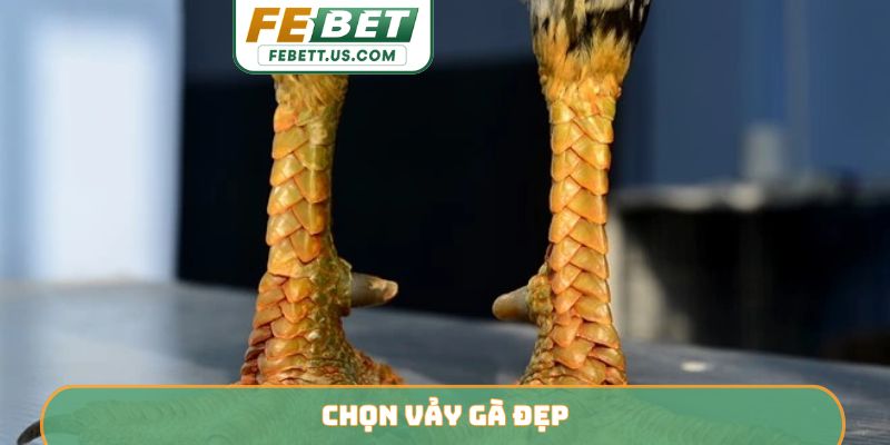 Chọn vảy gà đẹp