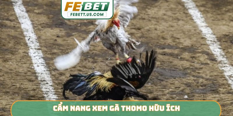 Gà Thomo FEBET - Đấu Trường Rực Lửa Của Chiến Kê Dũng Mãnh Cẩm nang xem gà Thomo hữu ích