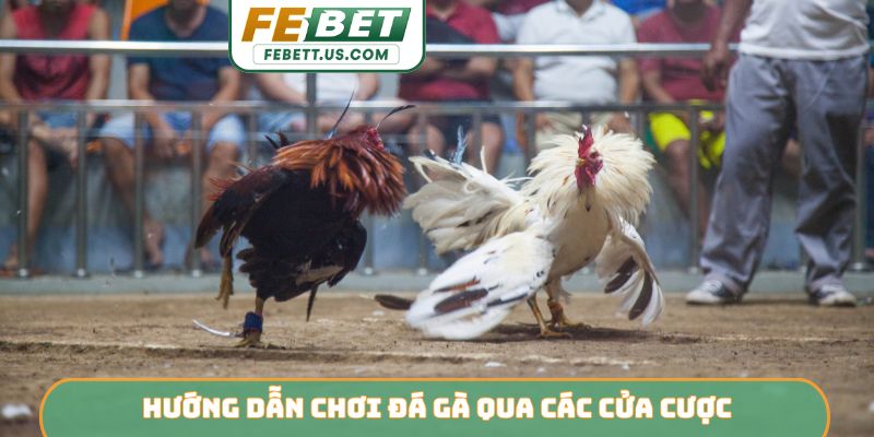 Hướng Dẫn Chơi Đá Gà FEBET - Cẩm Nang Toàn Tập Cho Người Mới Hướng dẫn chơi đá gà qua các cửa cược