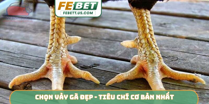 Chọn Vảy Gà Đẹp FEBET - Nhận Diện Linh Kê Dũng Mãnh Chọn vảy gà đẹp - Tiêu chí cơ bản nhất