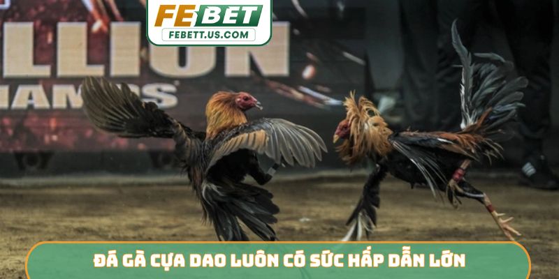 Đá Gà Cựa Dao FEBET - Đấu Trường Sinh Tử Kịch Tính Bậc Nhất Đá gà cựa dao luôn có sức hấp dẫn lớn