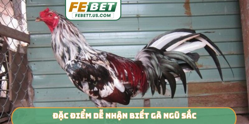 Gà Ngũ Sắc FEBET - Chiến Kê Sở Hữu Sức Mạnh Linh Hoạt Đặc điểm dễ nhận biết gà ngũ sắc