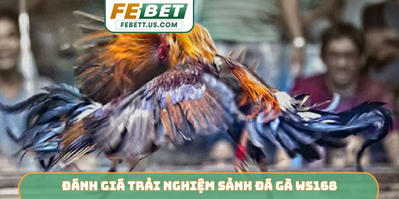 Sảnh Đá Gà WS168 - Dẫn Đầu Xu Hướng Giải Trí Trên FEBET Đánh giá trải nghiệm sảnh đá gà WS168