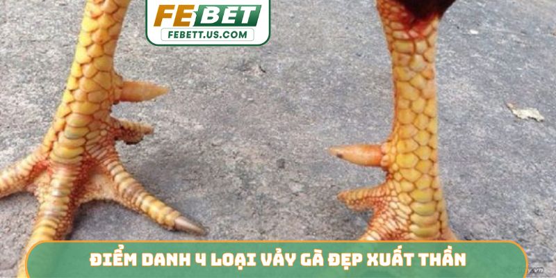 Chọn Vảy Gà Đẹp FEBET - Nhận Diện Linh Kê Dũng Mãnh Điểm danh 4 loại vảy gà đẹp xuất thần