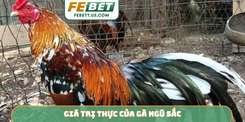 Gà Ngũ Sắc FEBET - Chiến Kê Sở Hữu Sức Mạnh Linh Hoạt Giá trị thực của gà ngũ sắc