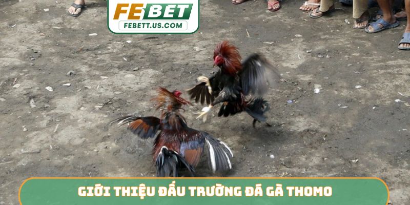 Gà Thomo FEBET - Đấu Trường Rực Lửa Của Chiến Kê Dũng Mãnh Giới thiệu đấu trường đá gà Thomo