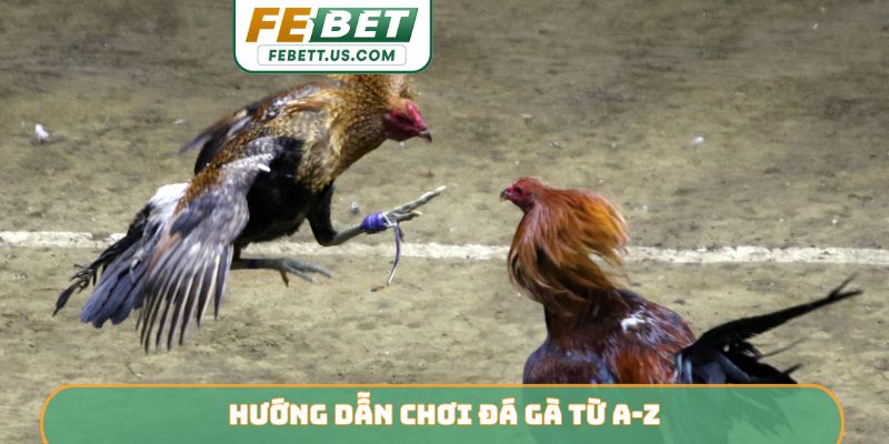 Hướng Dẫn Chơi Đá Gà FEBET - Cẩm Nang Toàn Tập Cho Người Mới Hướng dẫn chơi đá gà từ A-Z