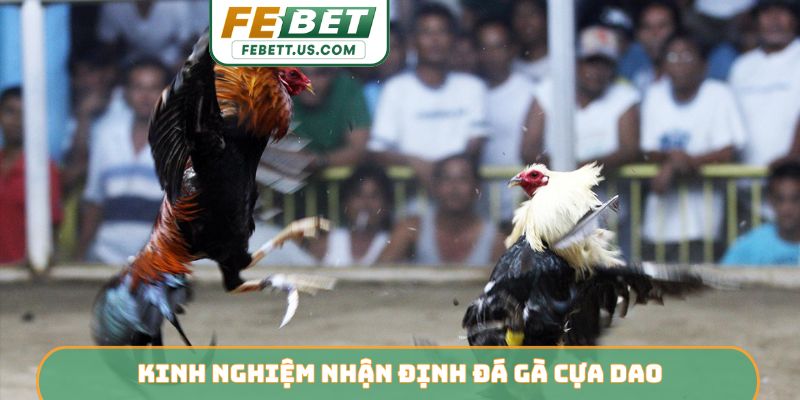 Đá Gà Cựa Dao FEBET - Đấu Trường Sinh Tử Kịch Tính Bậc Nhất Kinh nghiệm nhận định đá gà cựa dao