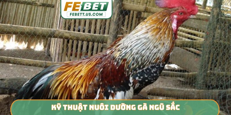Gà Ngũ Sắc FEBET - Chiến Kê Sở Hữu Sức Mạnh Linh Hoạt Kỹ thuật nuôi dưỡng gà ngũ sắc