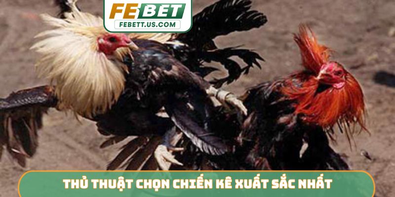 Hướng Dẫn Chơi Đá Gà FEBET - Cẩm Nang Toàn Tập Cho Người Mới Thủ thuật chọn chiến kê xuất sắc nhất