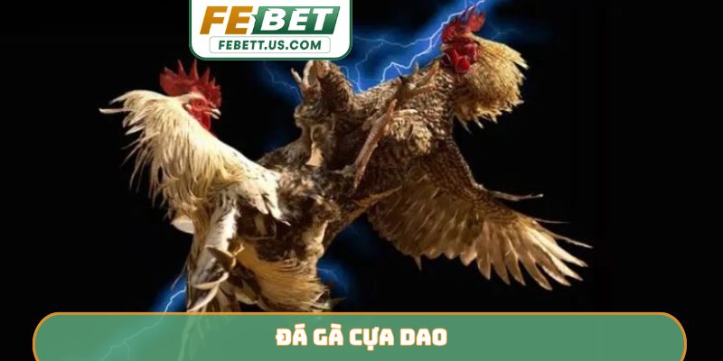 Đá Gà Cựa Dao FEBET - Đấu Trường Sinh Tử Kịch Tính Bậc Nhất Đá gà cựa dao là gì?