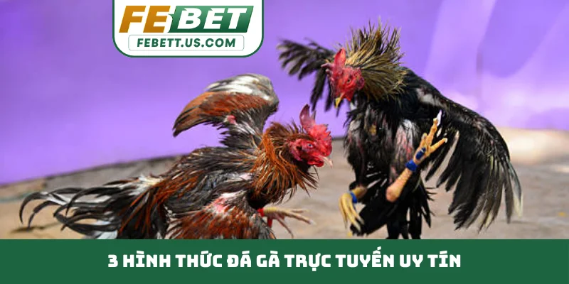 Đá Gà Trực Tuyến Uy Tín - Kiến Thức Nhận Định Chiến Kê 3 hình thức đá gà trực tuyến uy tín