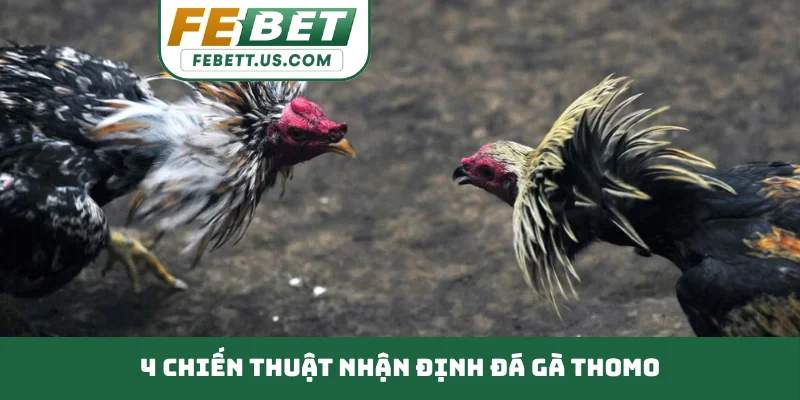 Đá Gà Thomo Đỉnh Cao Chiến Kê Trường Đấu Campuchia 4 chiến thuật nhận định đá gà Thomo