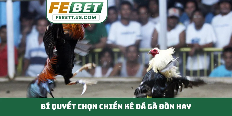 Đá Gà Đòn Đỉnh Cao Chiến Thuật, Rèn Luyện Kỹ Năng Thép Bí quyết chọn chiến kê đá gà đòn hay