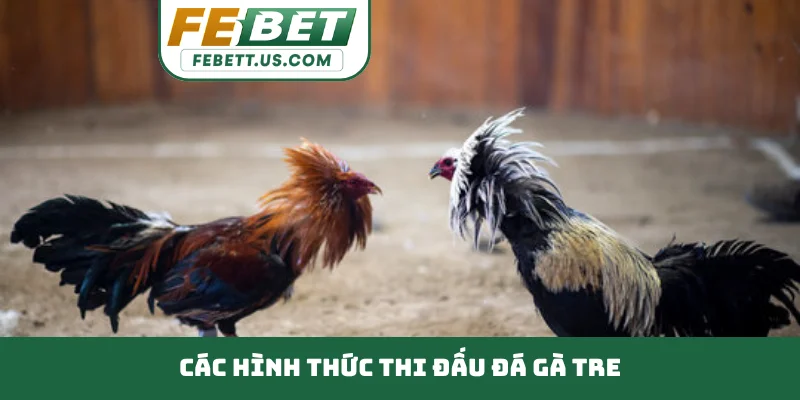Đá Gà Tre Đòn Cáo Cực Hay Cho Sư Kê Đam Mê Chọi Truyền Thống Các hình thức thi đấu đá gà Tre