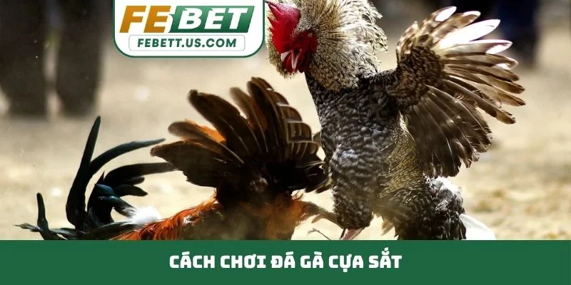 Đá gà cựa sắt