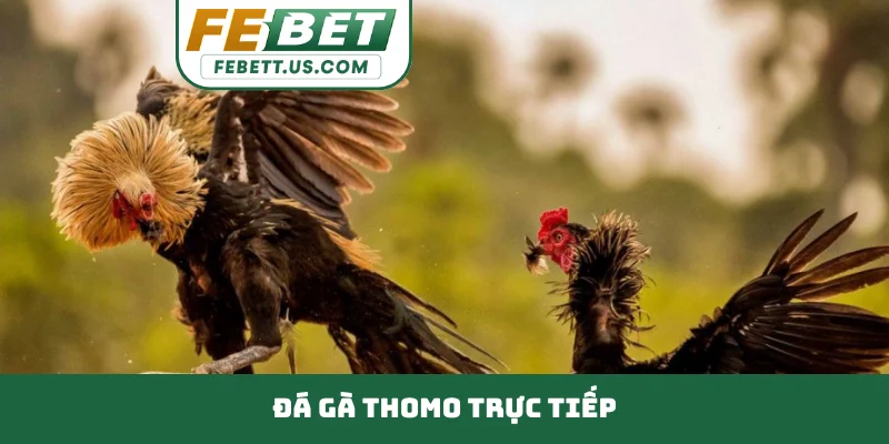đá gà Thomo trực tiếp
