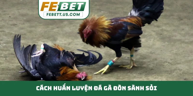 Đá Gà Đòn Đỉnh Cao Chiến Thuật, Rèn Luyện Kỹ Năng Thép Cách huấn luyện đá gà đòn sành sỏi