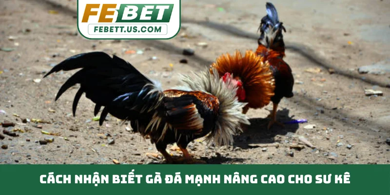 Cách Nhận Biết Gà Đá Mạnh Nắm Bắt Kỹ Thuật Đỉnh Cao Cách nhận biết gà đá mạnh nâng cao cho sư kê
