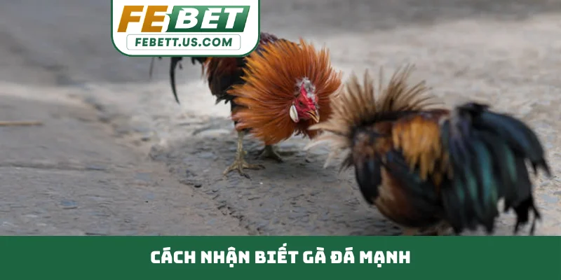 cách nhận biết gà đá mạnh