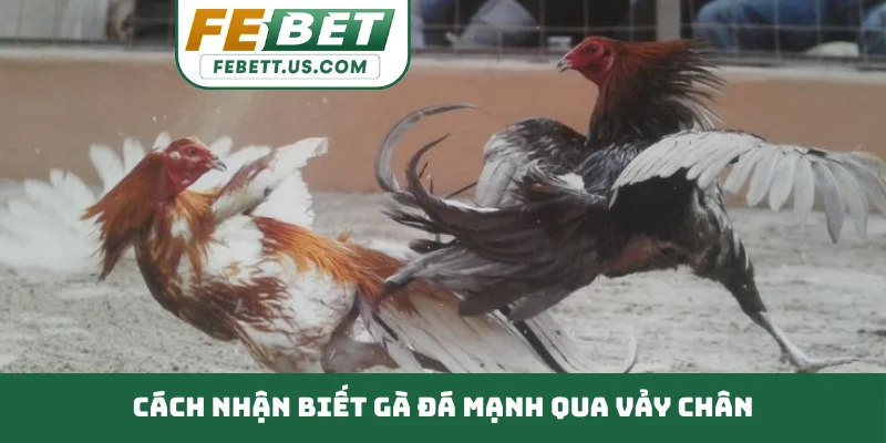 Cách Nhận Biết Gà Đá Mạnh Nắm Bắt Kỹ Thuật Đỉnh Cao Cách nhận biết gà đá mạnh qua vảy chân
