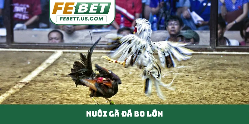 Nuôi gà đá bo lớn