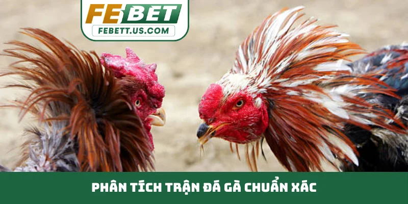 phân tích trận đá gà chuẩn xác
