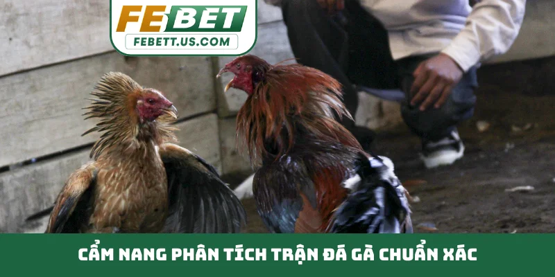 Phân Tích Trận Đá Gà Chuẩn Xác - 3 Bước Đọc Kèo Đỉnh Cao Cẩm nang phân tích trận đá gà chuẩn xác