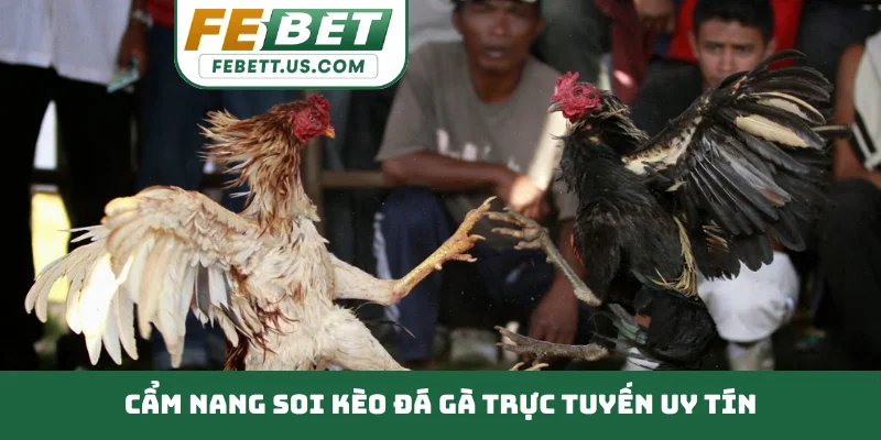 Đá Gà Trực Tuyến Uy Tín - Kiến Thức Nhận Định Chiến Kê Cẩm nang soi kèo đá gà trực tuyến uy tín