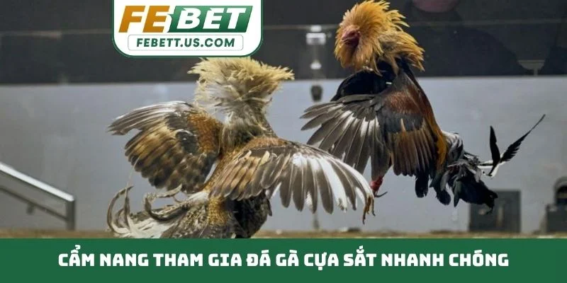 Đá Gà Cựa Sắt - Sân Chơi Đẳng Cấp Thử Thách Bản Lĩnh Kê Thủ Cẩm nang tham gia đá gà cựa sắt nhanh chóng