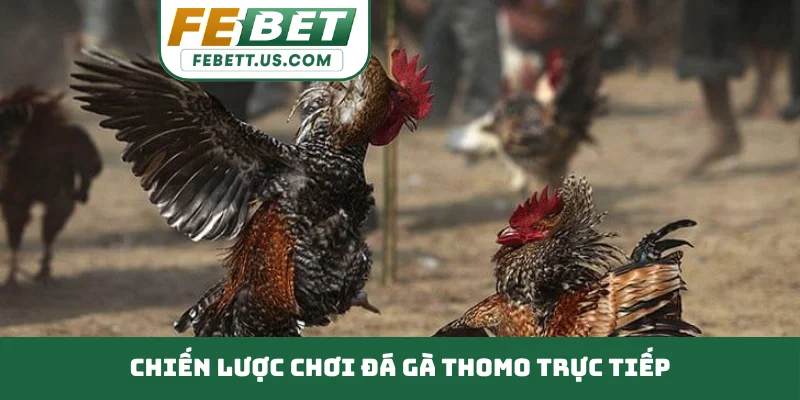 Đá Gà Thomo Trực Tiếp Bùng Nổ Cảm Xúc Đỉnh Cao Mỗi Ngày Chiến lược chơi đá gà Thomo trực tiếp