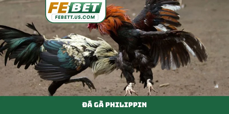 Đá Gà Philippin