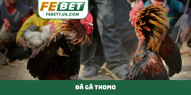 Đá gà Thomo