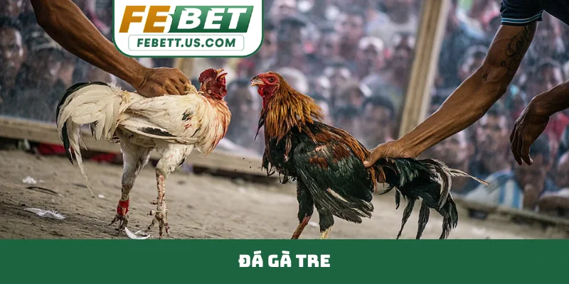 Đá Gà Tre