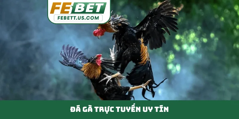 đá gà trực tuyến uy tín
