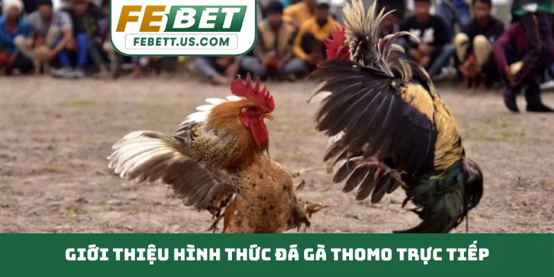 Đá Gà Thomo Trực Tiếp Bùng Nổ Cảm Xúc Đỉnh Cao Mỗi Ngày Giới thiệu hình thức đá gà Thomo trực tiếp