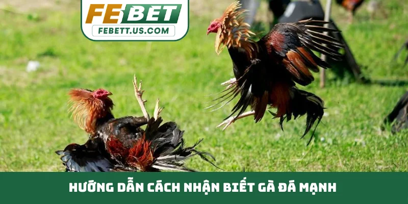 Cách Nhận Biết Gà Đá Mạnh Nắm Bắt Kỹ Thuật Đỉnh Cao Hướng dẫn cách nhận biết gà đá mạnh