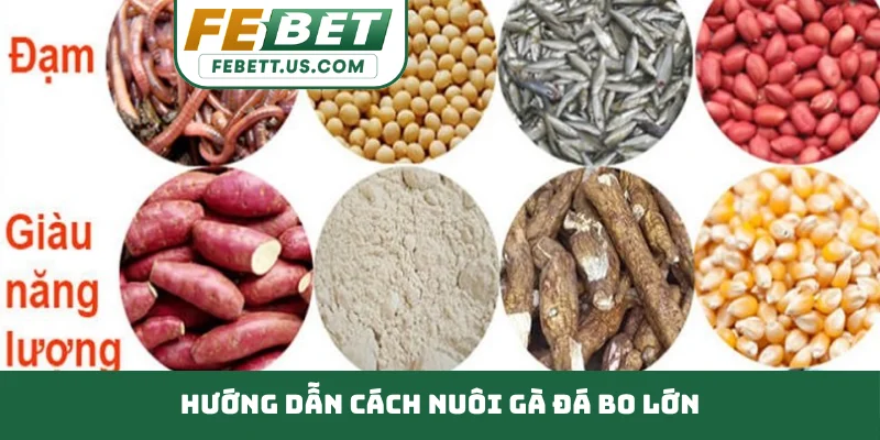 Hướng dẫn cách nuôi gà đá bo lớn