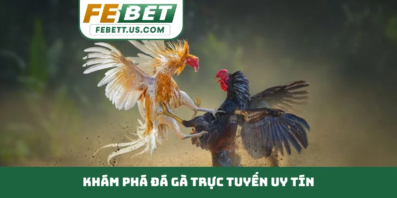 Đá Gà Trực Tuyến Uy Tín - Kiến Thức Nhận Định Chiến Kê Khám phá đá gà trực tuyến uy tín