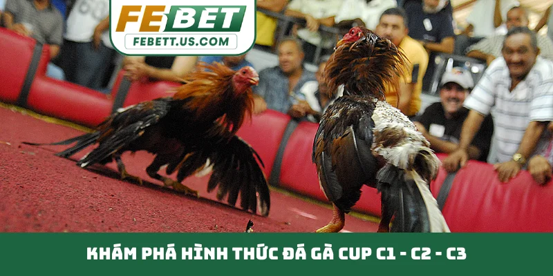 Đá Gà Cup C1 - C2 - C3 - Đấu Trường Quốc Tế Tầm Cỡ Khám phá hình thức đá gà Cup C1 - C2 - C3