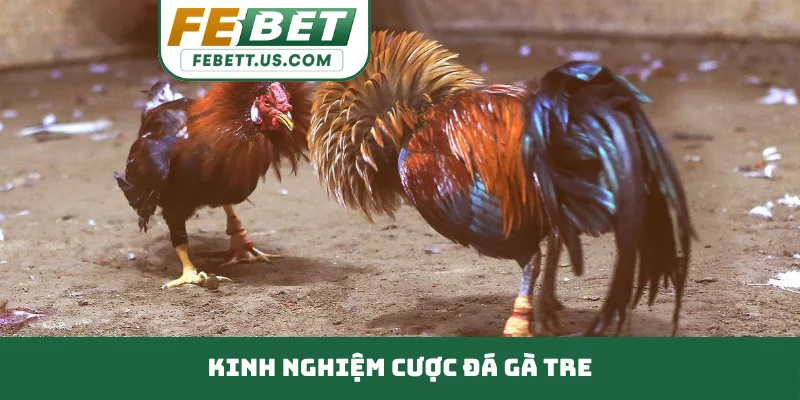 Đá Gà Tre Đòn Cáo Cực Hay Cho Sư Kê Đam Mê Chọi Truyền Thống Kinh nghiệm cược đá gà Tre thông minh
