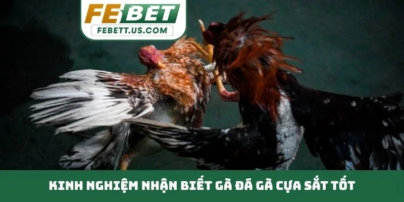 Đá Gà Cựa Sắt - Sân Chơi Đẳng Cấp Thử Thách Bản Lĩnh Kê Thủ Kinh nghiệm nhận biết gà đá gà cựa sắt tốt