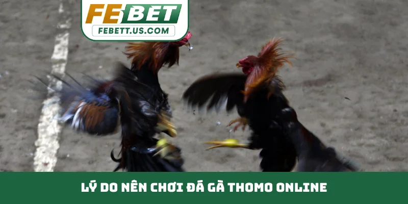 Đá Gà Thomo Đỉnh Cao Chiến Kê Trường Đấu Campuchia Lý do nên chơi đá gà Thomo online