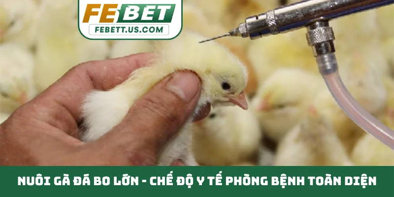 Nuôi gà đá bo lớn - Chế độ y tế phòng bệnh toàn diện