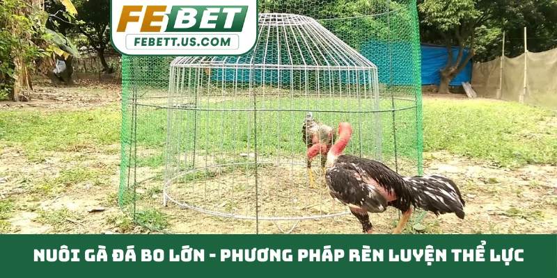 Nuôi gà đá bo lớn - Phương pháp rèn luyện thể lực