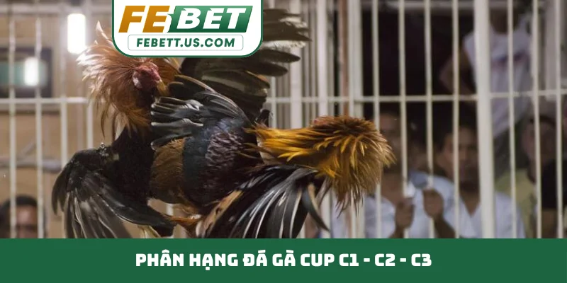 Đá Gà Cup C1 - C2 - C3 - Đấu Trường Quốc Tế Tầm Cỡ Phân hạng đá gà Cup C1 - C2 - C3