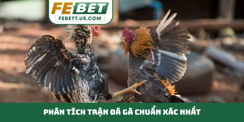 Phân Tích Trận Đá Gà Chuẩn Xác - 3 Bước Đọc Kèo Đỉnh Cao Phân tích trận đá gà chuẩn xác nhất